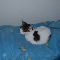 ... unabhängig vom Bettbezug