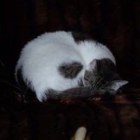 Zur Not tats aber auch mal das Sofa.